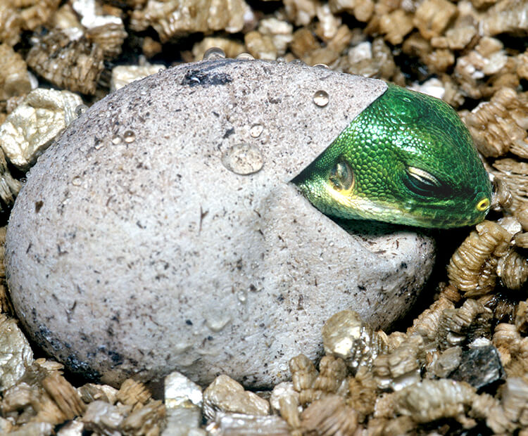Baby Fiji banded iguana hatching from its egg