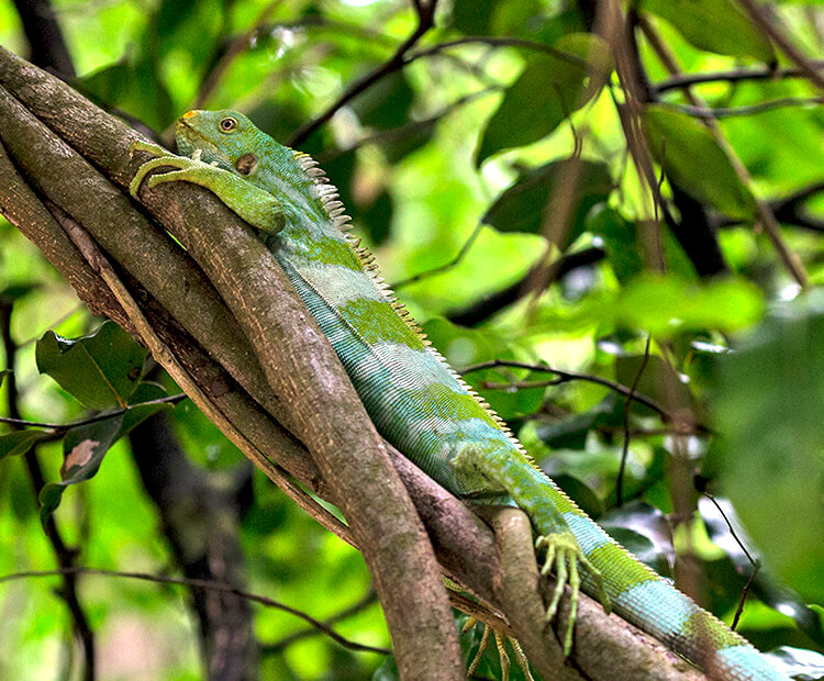 Fiji banded iguana climbing a rainforest tree branch