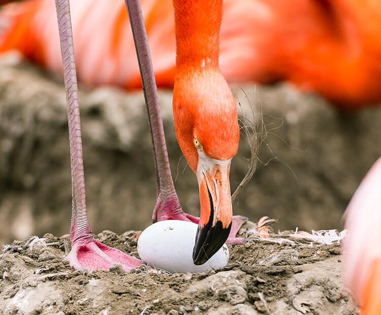 Flamingo parent inspecting its single egg atop its mud mound nest
