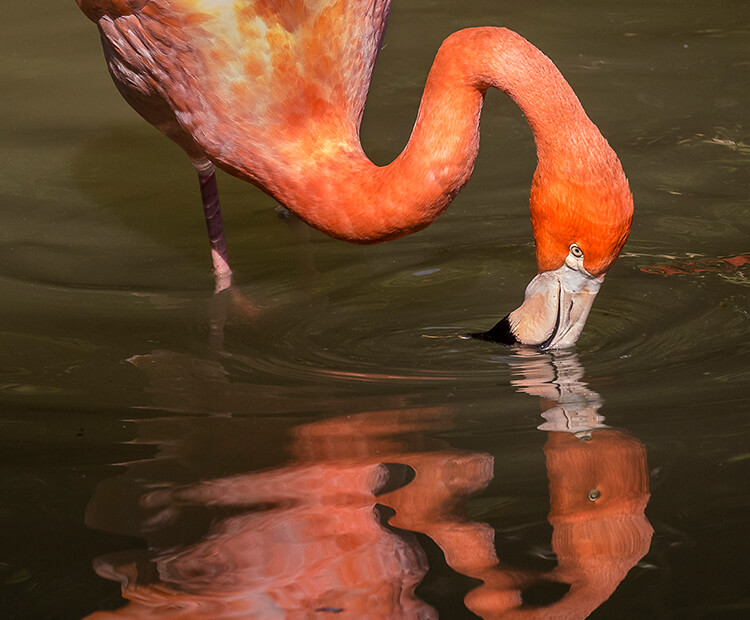 Flamingo dipping it's upside-down bill into lagoon water to filter feed