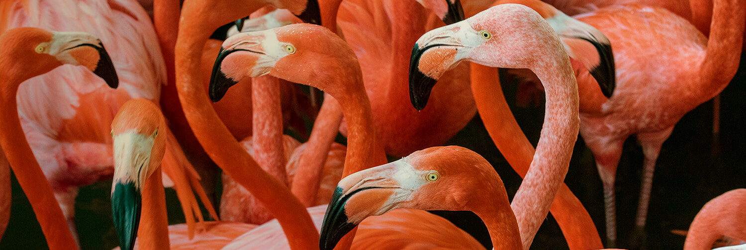 A large flock of flamingoes packed in tight together