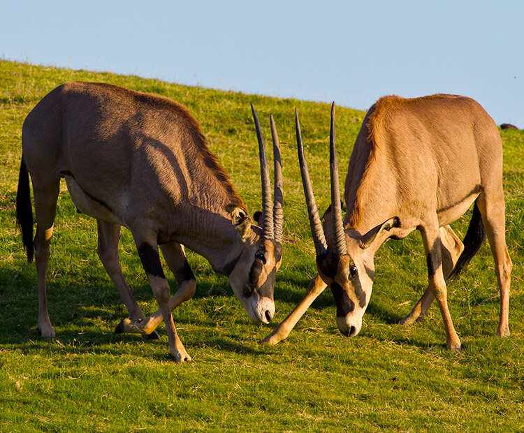 fling-eared oryx sparring