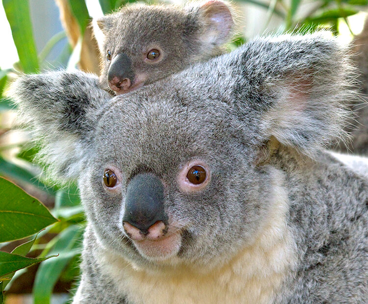 koala furry animals