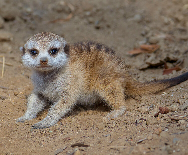 Meerkat baby