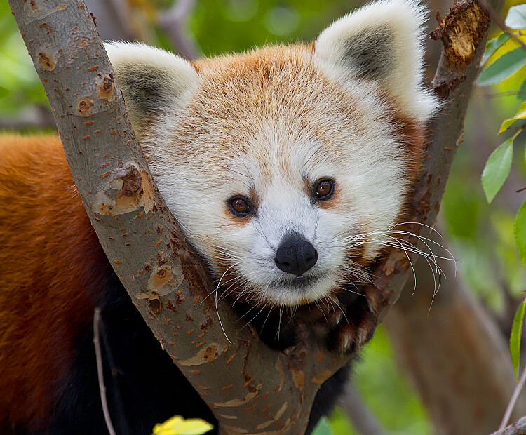 Red panda