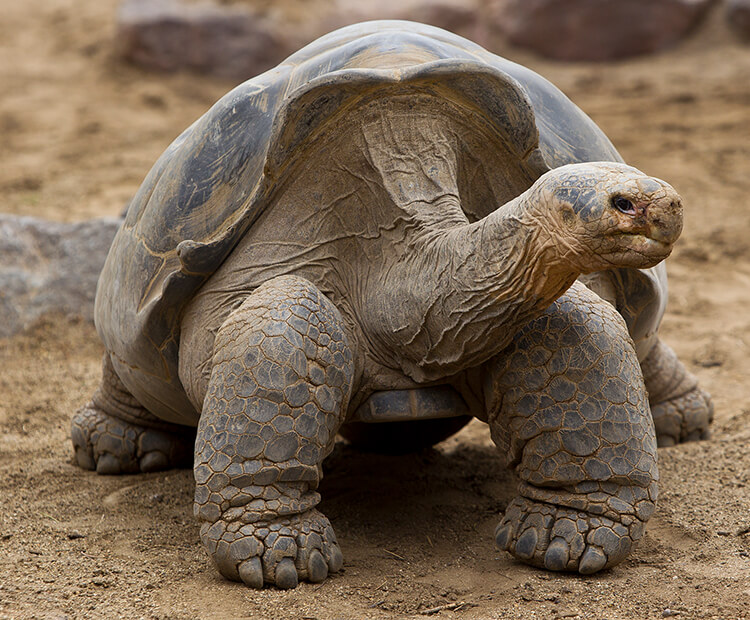 Example of a saddleback shaped shell on a Galapagos tortoise