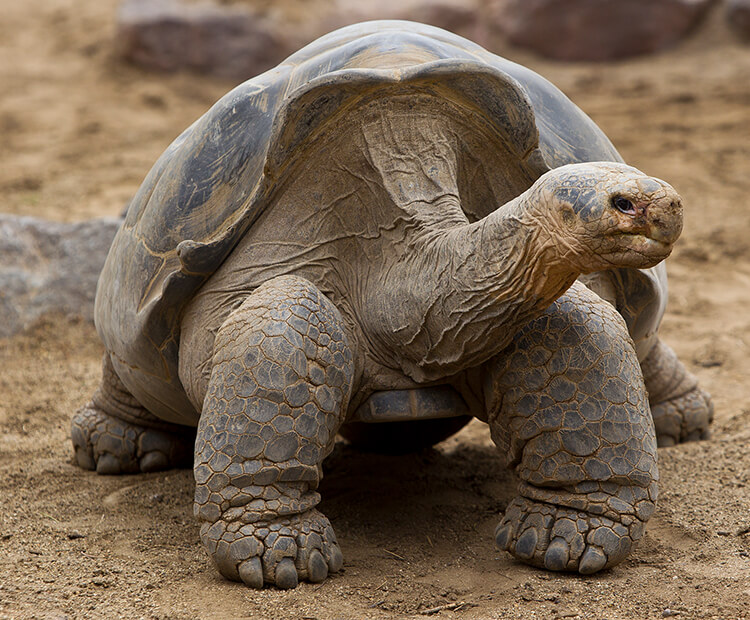 how big is the galapagos tortoise