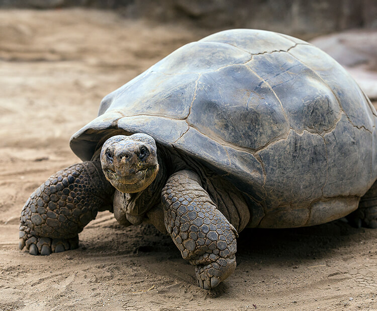 Galápagos tortoise  San Diego Zoo Wildlife Explorers