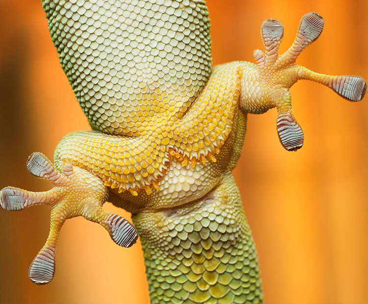 View of hairlike structures on the bottom of a gecko's feet