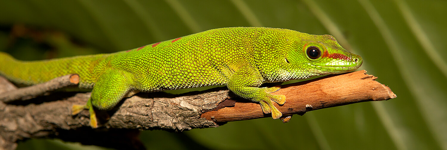 Gecko | San Diego Zoo Wildlife Explorers