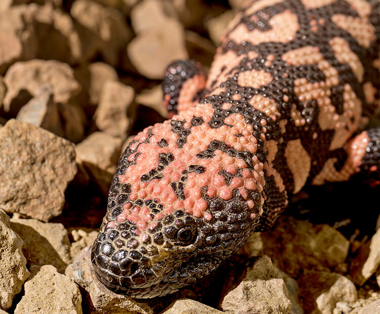 Closeup of gila monster