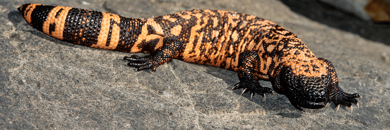 A gila monster sitting on a large grey rock, shown from head to toe.