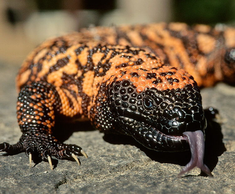 Gila monster with tongue flicking out