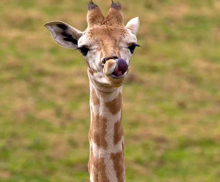 Giraffe calf licking its mouth