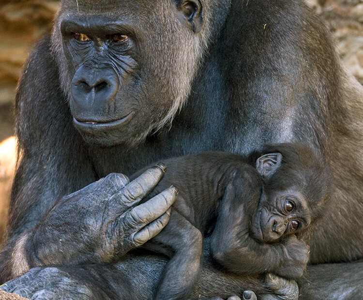 Gorilla mom and baby