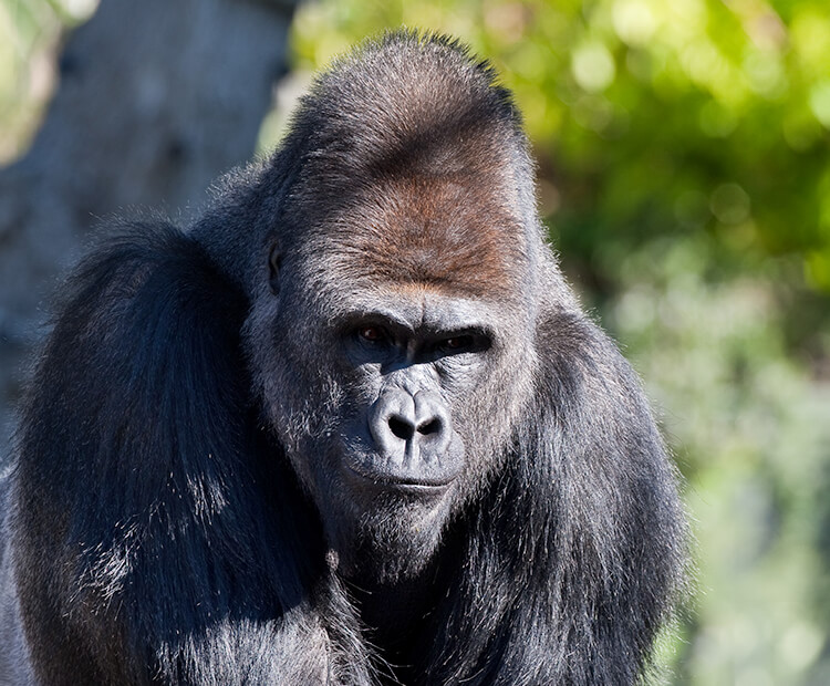 Silverback gorilla