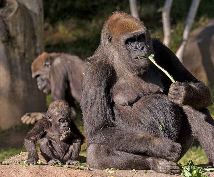 Gorilla troop members including a mother and baby eating kale