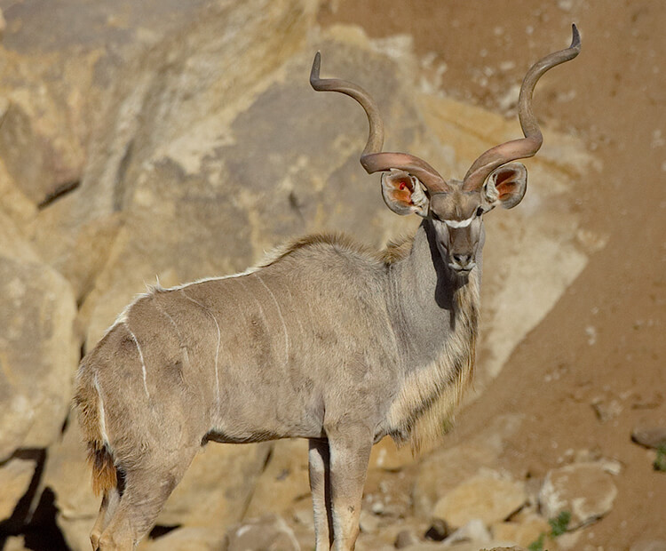 Greater kudu