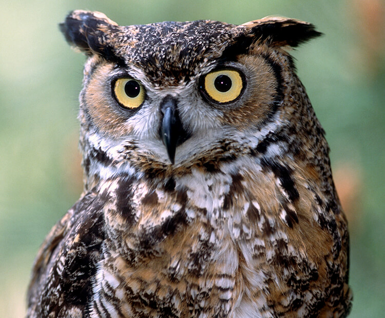 Great horned owl displaying his "horn" tufts