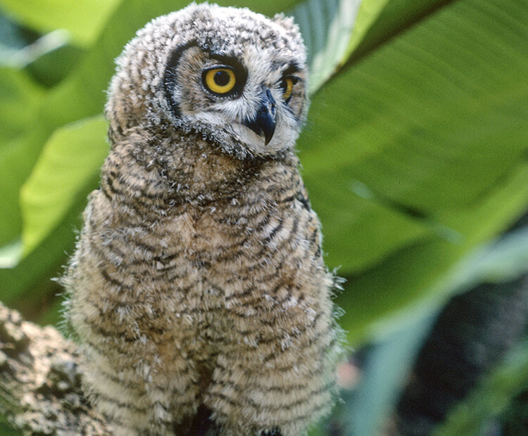Great horned owl chick