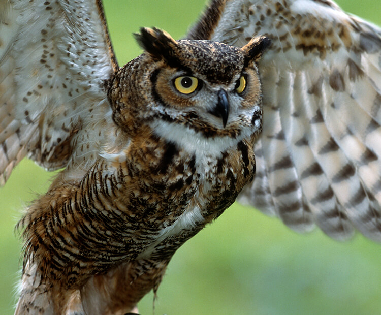 Great Horned Owl