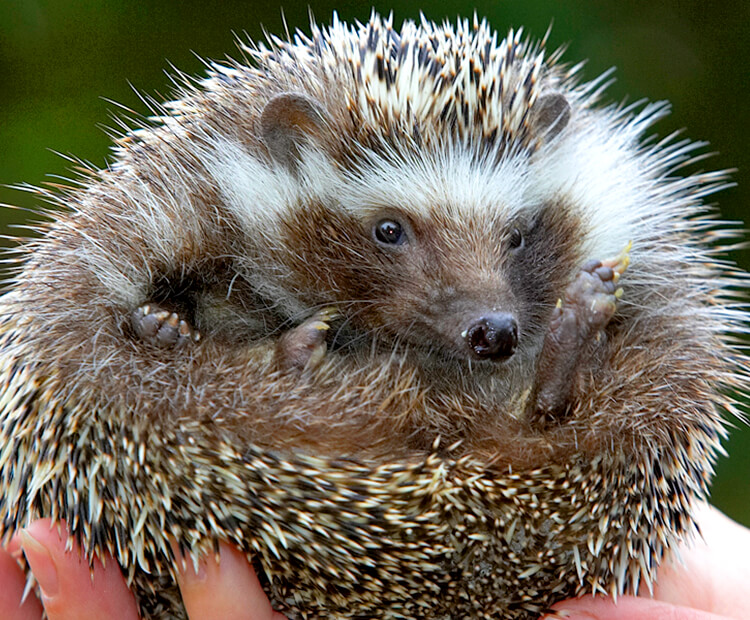 A hedgehog rolled into a ball with its face peeking out