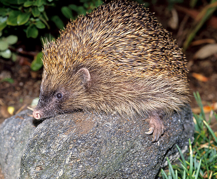 European hedgehog