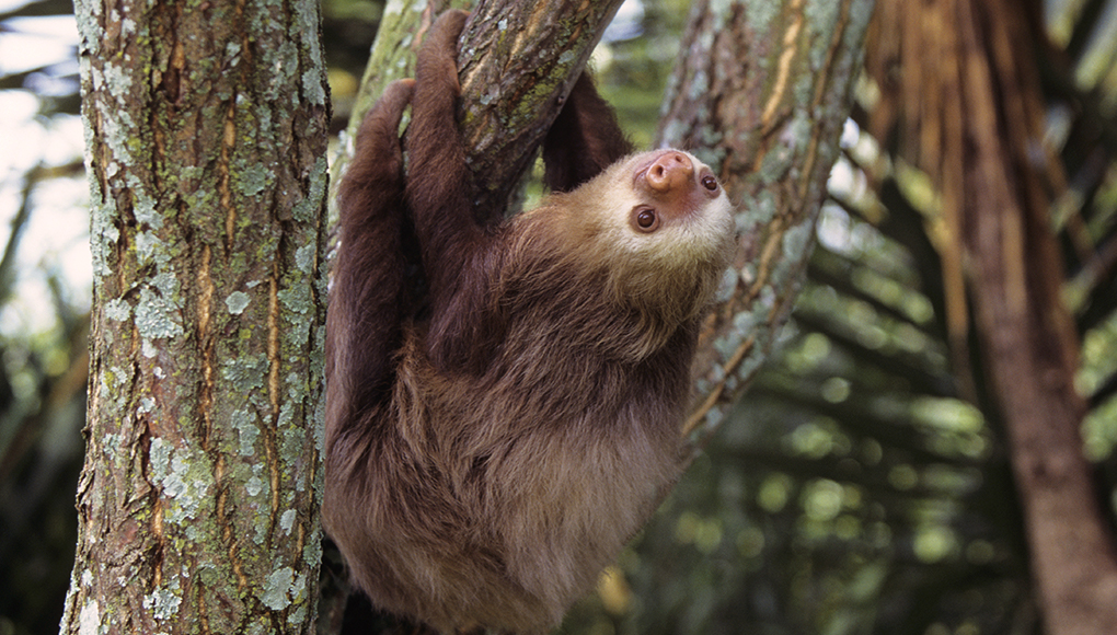 Young sloth is hanging on a tree branch