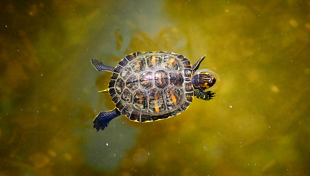 Turtle swims across a freshwater pond