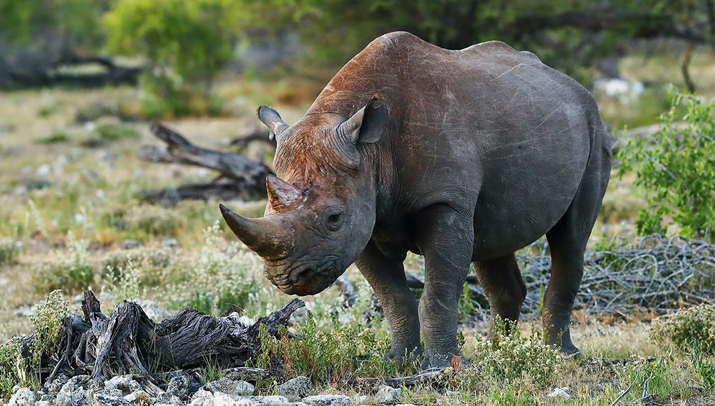 Adult rhino stand in meadow