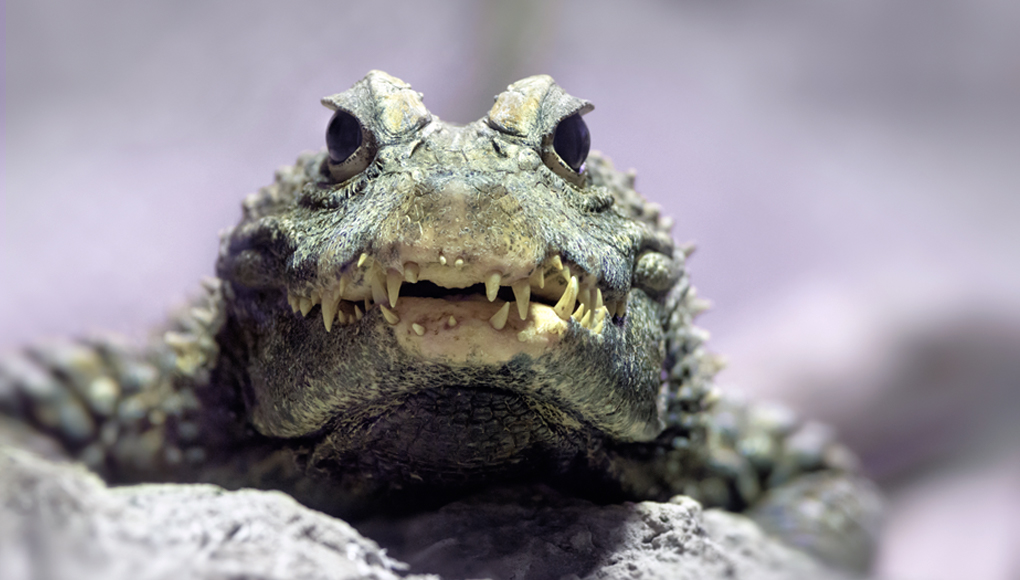 Crocodile stares