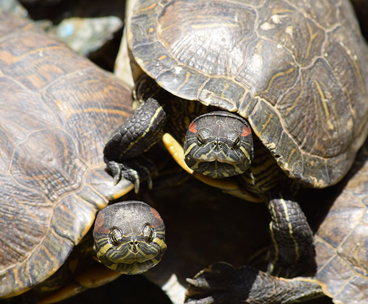 Invasive red-eared sliders prey on California native wildlife, like Pacific pond turtles.