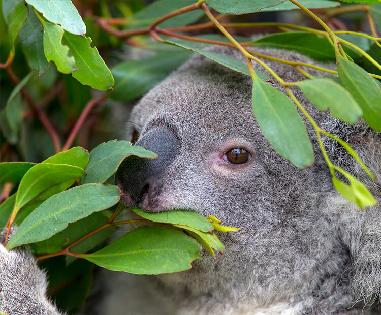 Koala eating eucalyptus leaves