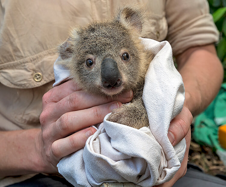 A San Diego Zoo Global Conservancy scientist holds a baby joey before it is weighed and returned to its mother.