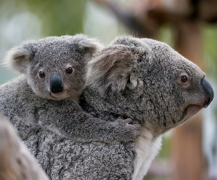 Koala joey holding on piggy-back style to mother