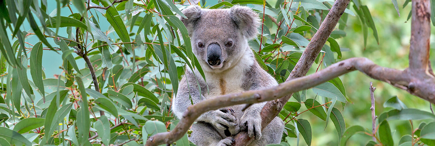 Koala up in eucalyptus tree branch on St. Bees Island, Australia