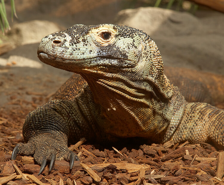 Komodo dragon sitting on wood chips as it gives side eye tot he camera