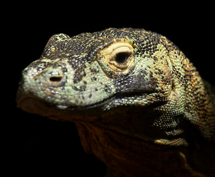 Komodo dragon face