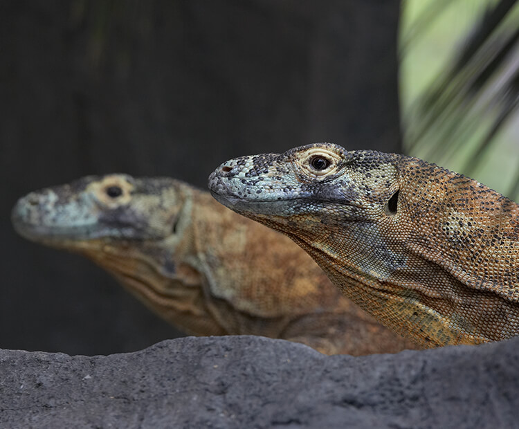 A pair of komodo dragons