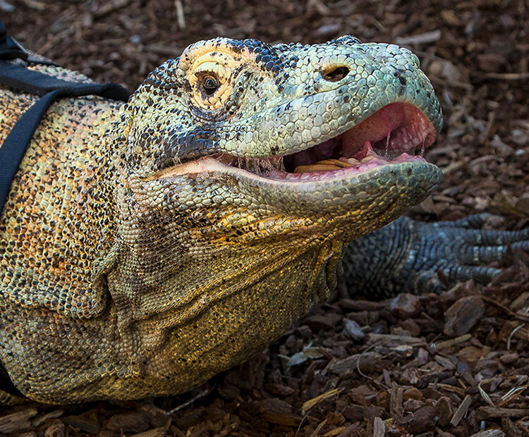 Komodo dragon with its mouth slightly open, showing saliva