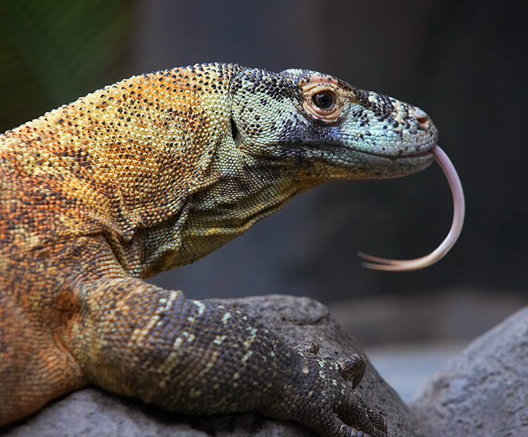 komodo dragons and humans size