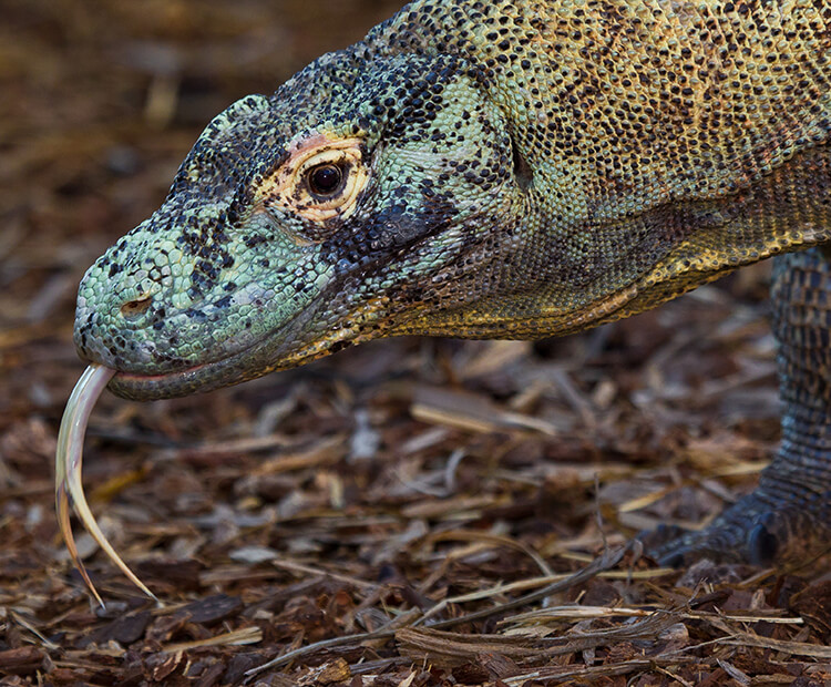 Komodo tongue