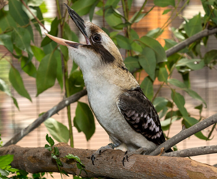 Kookaburra with its head thrown back and beak open wide to let out its signature laugh