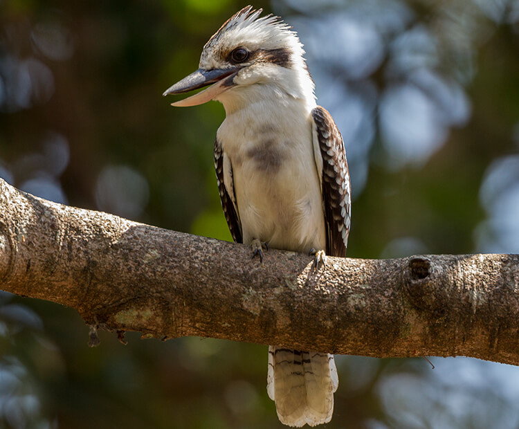 Kookaburra sitting in a tree