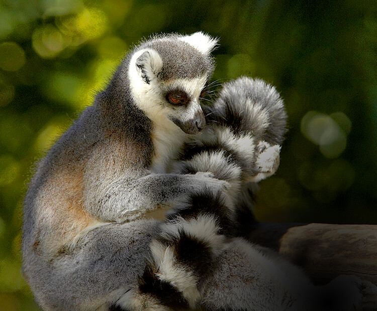 Ring-tailed lemur rubbing scent on tail