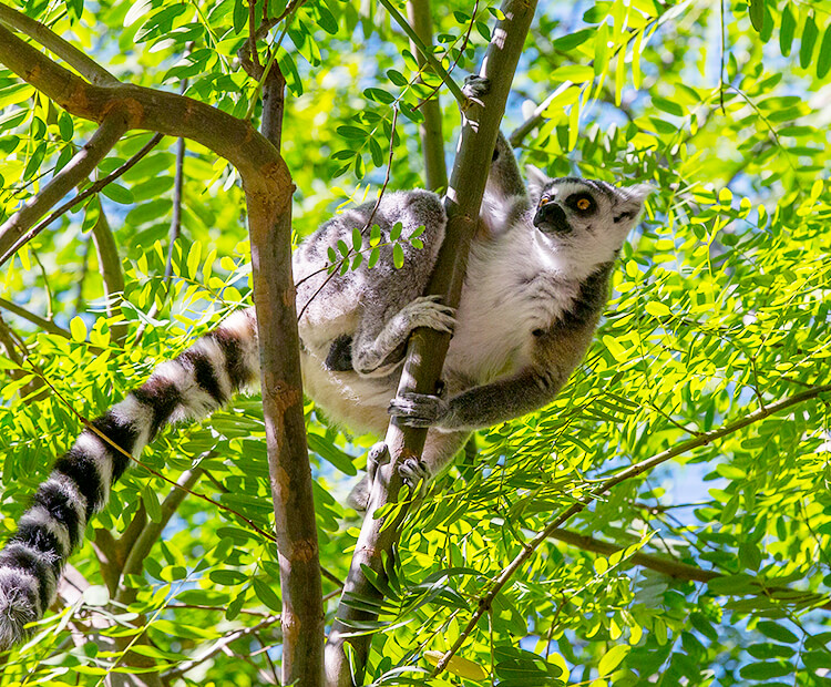 Ring-tailed lemur in tree