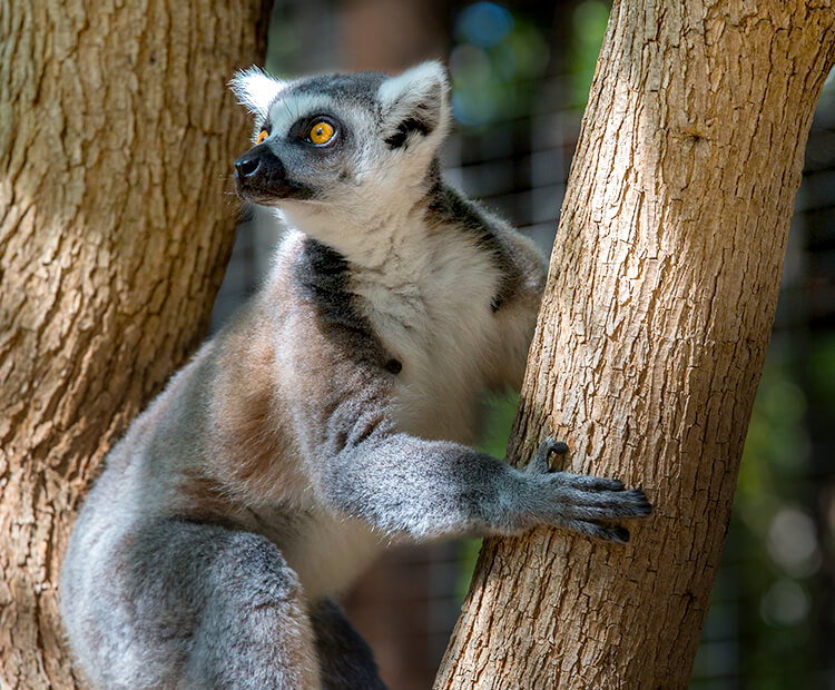 Ring-tailed lemur climbing a tree trunk