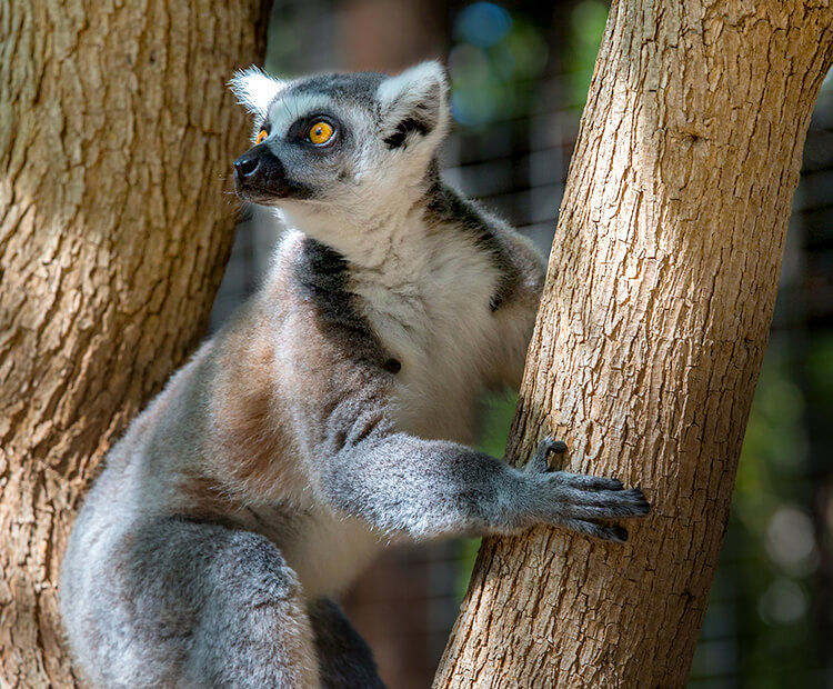 Ring-tailed Lemur Facts for Kids