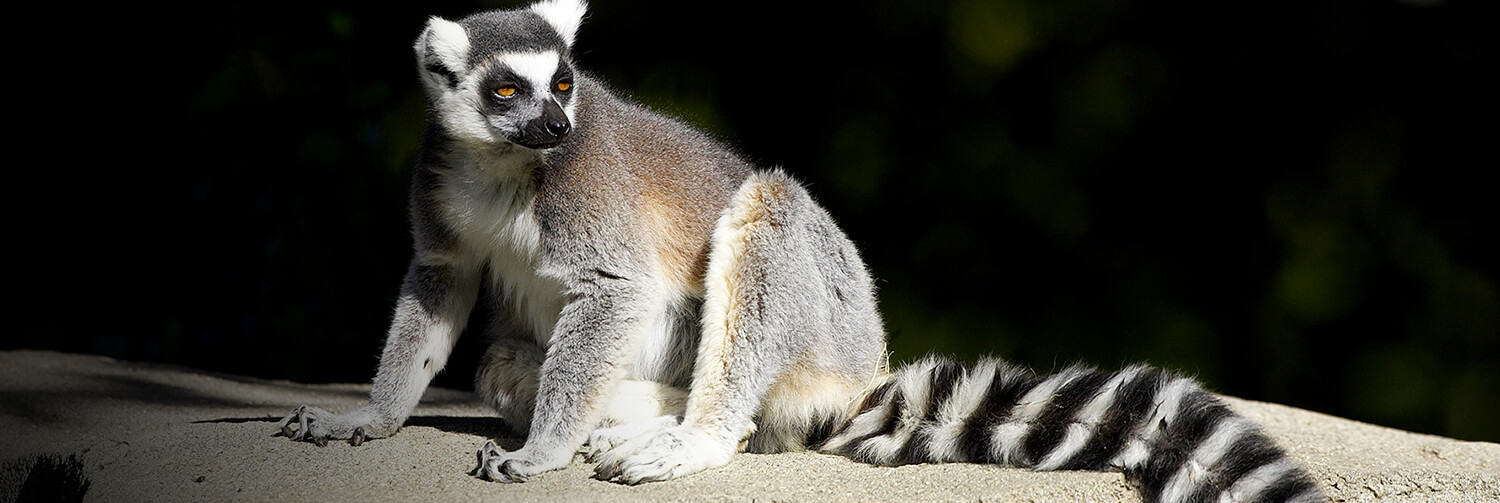 Sleepy ring-tailed lemur lounging in the sun