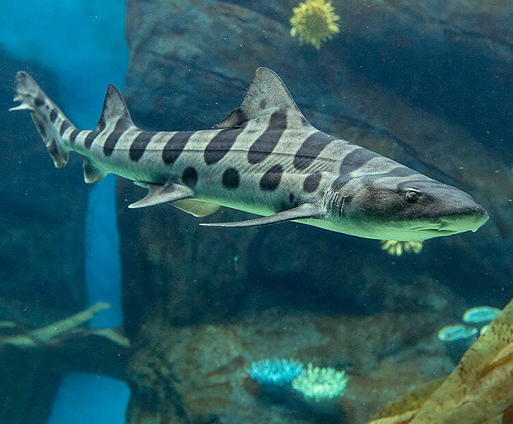 closeup of leopard shark swimming in blue waters